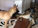 Dog loses temper and growls at needy puppy that won't stop barking