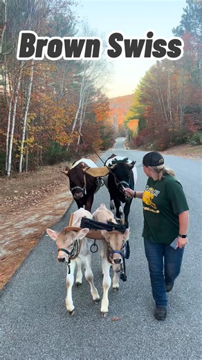 We unintentionally ended up with a different breed for each teem. #holstein #dutchbelted #brownswiss #guernsey #ayrshire