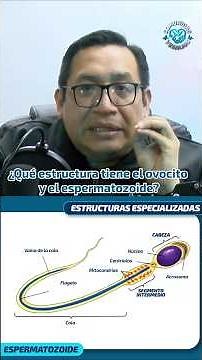 WHAT IS THE STRUCTURE OF THE OOCYTE AND THE SPERM? #vesaliuscommunity #premedicine