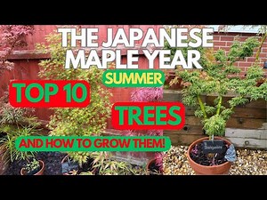 Japanese Maples: Top 10 trees: and how to grow them