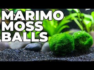 How To Care For Marimo Moss Balls (And Keep Them From Turning Brown)