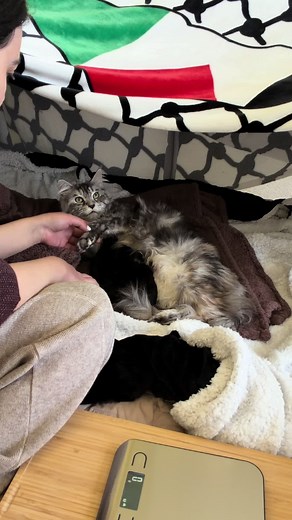 Aslan the Maine Coon Kitten — Too Early for Hide and Seek