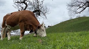 38K views · 1K reactions | Happy Easter from Grindelwald, Switzerland and one very contented (and well-accessorized) cow! | Jennifer Coffey | Facebook