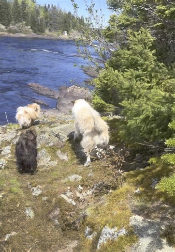 Descubre la Vida Rural en Newfoundland, Canadá