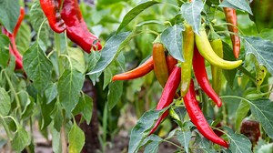 10 gardening mistakes to avoid while growing serrano peppers