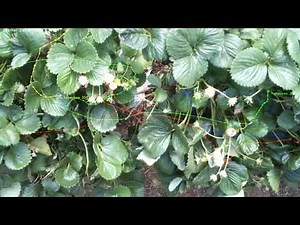 AI can track bees on camera. Here's how that will help farmers