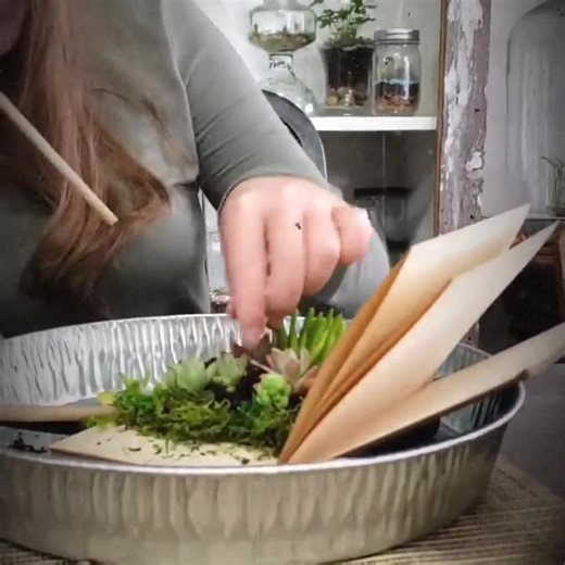 DIY Succulent Terrarium Kit, Plant Kit for Succulent Arrangements in Books or Cups, Live Plants Included. Unique Plant Lover Easter Gift. - Etsy