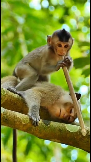 Waking Up Mom with a Stick! 😲🌿🙉 #monkey #funnyanimals #babymonkey #prank #monkeyvideo | Cutting Tree