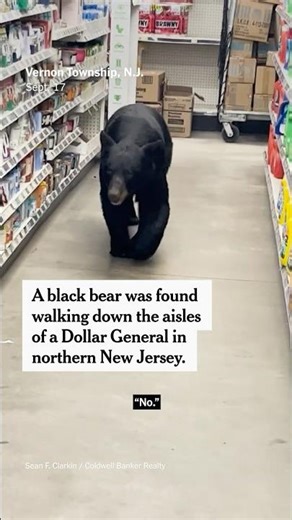 Bear Walks the Aisles in Dollar Store