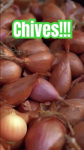 🪴What are Chives? What is a Chive? How do I cut Chives? #chives #chive #herb #herbs #herblife