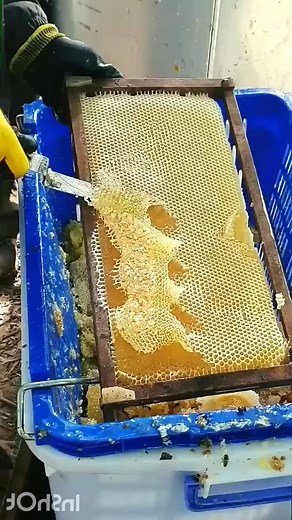 87K views · 774 reactions | Fresh Honey Harvest Nature's Sweetest Gift in Every Frame #honeybee #flower #honey #bees #shorts | Mr. Bee | Facebook