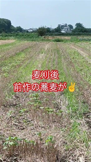【植物の生命力❣】小麦が刈り取られると速攻でこぼれた蕎麦が芽を出す。 #田舎暮らし ＃植物最強