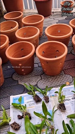 “How to Pot Your Dendrobium Orchid PERFECTLY | Beginner-Friendly Step-by-Step Guide!” #dendrobium