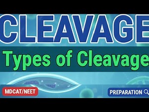 Cleavage and types of cleavage , Holoblastic and Meroblastic , spiral and radial Cleavege -NEET