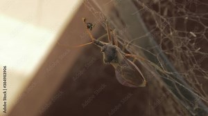 Australian Insect - Common Assassin Bug On A Spider Web Eating Native Australian Stingless Bee - Close up Shot