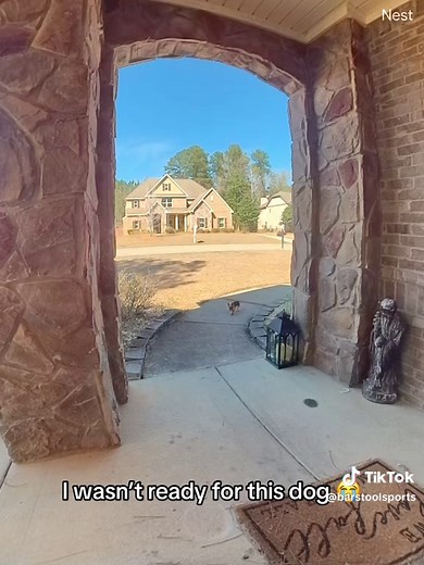 Best Funny Dog Moments of 2023