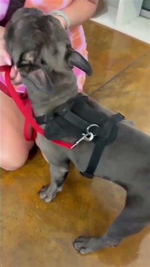 Terrified, Incontinent Frenchie Was THREE MINUTES From Euthanasia [STORY BELOW]