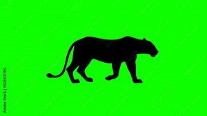 Walking lion, animation on the green background (seamless loop) Stock Video