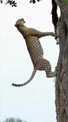 You Won’t Believe This Animal Backflip 🤯 #shorts #entertaininganimals