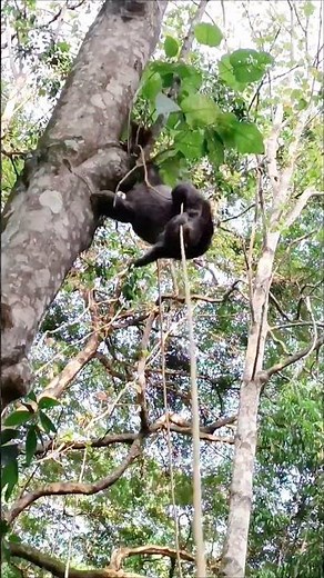 Smart Sloth Mom Uses Rope To Rescue Baby || ViralHog