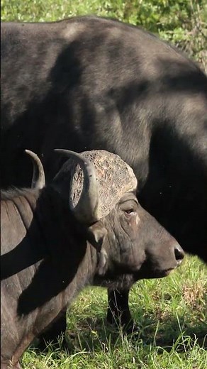 Massive African Buffalo Bulls Up Close! Power & Majesty in the Wild