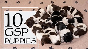 In this video we talk about taking care of 10 puppies that are 1 week old. Follow along to see how this litter of puppies is doing. | Standing Stone Kennels