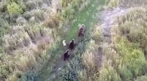 A Husky Was Lost. Owners Found Him With A Drone - Hanging Out With Bears