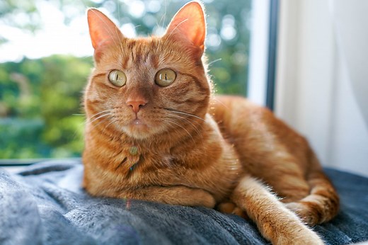 12 Orange Cat Breeds with Head-Turning Coats