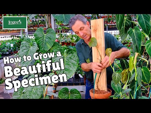 How to grow a showy philodendron specimen from a small plant