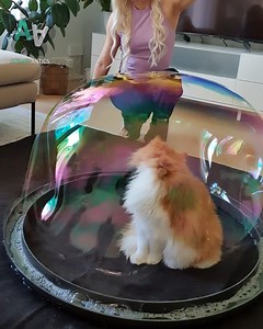 Cat gets 'trapped' by giant bubble 🙀 | Animal Antics