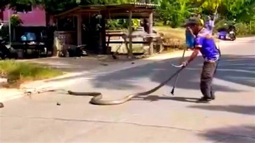 Venomous king cobra appears in school yard in Thailand