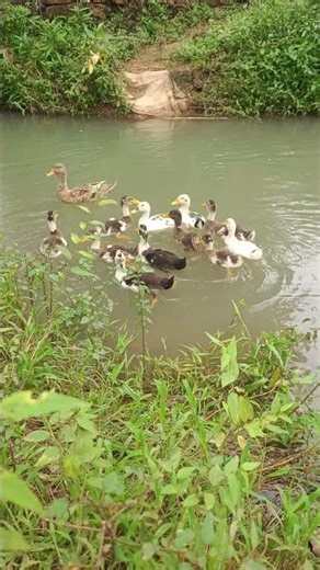 Beautiful Ducks Swimming in the Pond 🦆 | Nature Relaxing Video