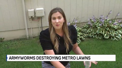 Armyworms destroying lawns across the Kansas City metro
