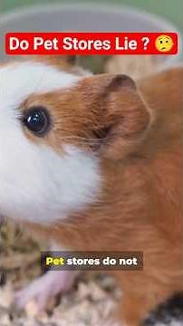 What Pet Stores Don’t Tell You About Guinea Pigs