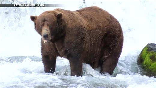 Chunk, a 1,200-pound bear with a broken jaw, wins Alaska’s popular Fat Bear Week contest