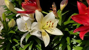 Lily, Blooming, Blossom. Free Stock Video