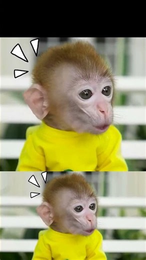 Funny monkey videos #funny #fun #monkeyfunny #funnyvideos #babyfunny