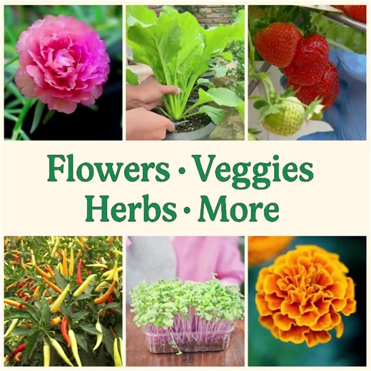 Buckwheat Seeds for Planting – Fast-growing Cover Crop | Soil Builder & Weed Suppressor | Bee-friendly White Blossoms - Etsy