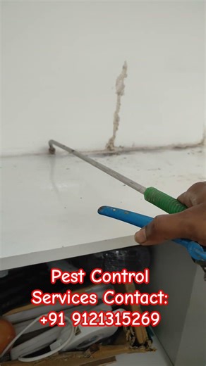 Termite Control Service #ad #pestcontrol #ytshorts