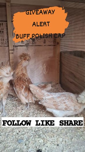 The term "buff polish cap chicken" likely refers to the Buff Laced Polish chicken, a breed known for its distinctive, fluffy head feathers that resemble a cap or "top hat". https://www.facebook.com/share/1CMgKc5pTA/ https://chat.whatsapp.com/LVC8hF1A0KnCmhLtISVhLw https://www.instagram.com/ruh_livestock_breeds?igsh=NGFjN2t0bmJlMnJj #everyonehighlightsfollowerseveryonehighlightsfollowerseveryone #viralreelschallenge2026 #hatchinghope #healthyeating #hatchingeggs #LiveBetter Ruh Livestock Breeds |