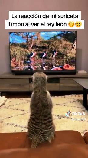Reacción de mi suricata Timón al ver El Rey León