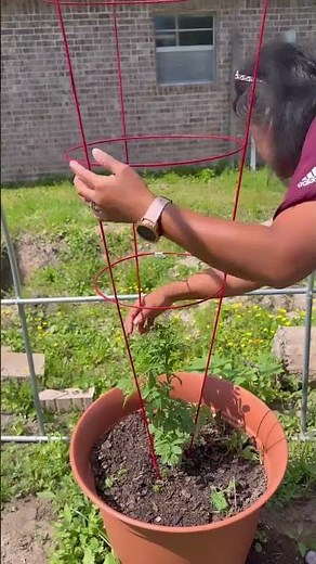Gardening tips - adding tomato cage to support the tomato. 🍅 #Farmlife