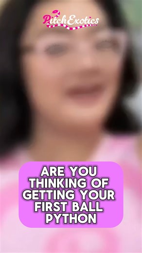 The wait is over! I just uploaded my most in-depth project yet: The Ultimate Ball Python Care Guide 2026. This isn't just a basic checklist—it’s a science-backed deep dive into keeping BPs thrive in our local climate. Special thanks to my friends who reviewed the draft and shared their expertise: ✨ Kuya Darwin of Moonlit Exotics (CWR Holder) ✨ Mami Freya of House of Pythons (WFP Holder) From managing humidity in AC rooms to navigating DENR papers, we covered it all. Watch the full guide here: 🔗