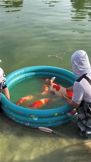 hendrix backyard on Instagram: "Unlike common pond fish, koi are prized for their unique beauty and lineage, making them more expensive. This is especially true for show-quality koi. The selective breeding process, especially by Japanese koi experts, focuses on cultivating koi with specific colors, patterns, and body shapes. #koifarm #koifish #aquariumhobby #fishpond"