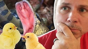 154K views · 137 reactions | Ugh Verdi!! My Green Anaconda snake "Verdi" is only eating live chicks which are not always available and refuses to switch to rodents! #brianbarczyk #anaconda #snake | Brian Barczyk | Facebook