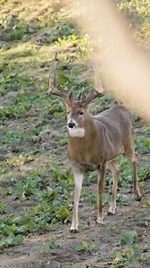 6.1K views · 196 reactions | Absolute Unit! | Michael Lee | Facebook