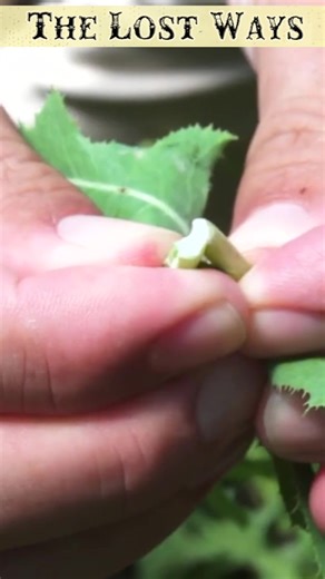 The Lost Ways Book by Claude Davis (20) #thelostways #thelostwaysbook #thelostwaysused #bookofthelostways #thebookofthelostways #thelostwaysclaude #lostwaysreviewbook #thelostwaysbookused #thelostwaysusedbook #bookcalledlostways #thelostwaysbook2 #thelostwaysforsale #survival #thelostwaysbook1and2 #usasurvival #lostwaysbookused #thelostwayssurvival #thelostwayssurvivalfood #cooking #diy #thelostwaysbookforsale #thelostwayspaperback