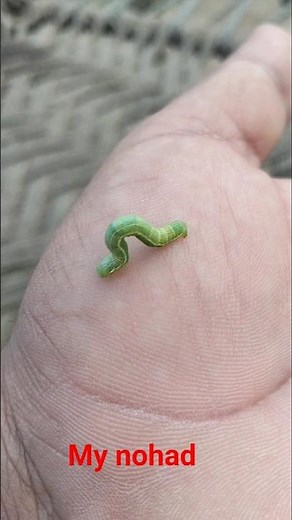 Caterpillar Eats Teeny Bites OF Food #worm#inchworm #caterpillar #bug #bugs#green #nature