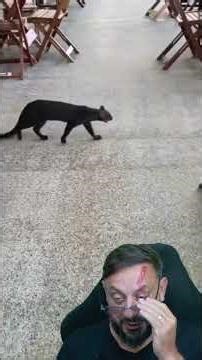 Jaguarundi ou Gato-mourisco #biologohenrique #animais #bichoesperto #biologo