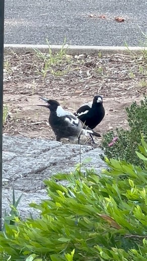 2.1K views · 35 reactions | Today’s lesson: catching flies 練! Eli and her babies are visiting  #australianmanimals #fairycastlefarm #samagpies #australianmagpies #corvids #magpieseason #birds #mamabird #Magpies #fledgling | The Residents of Fairy Castle Farm | Facebook
